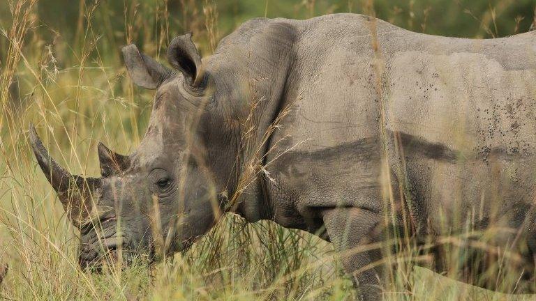 A rhinoceros is pictured in Kruger National Park on February 6, 201