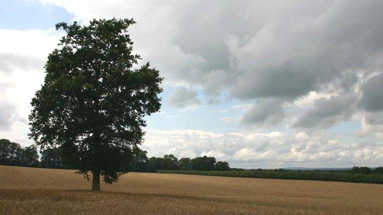 Field in Surrey