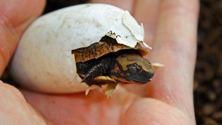 Vietnamese box turtle