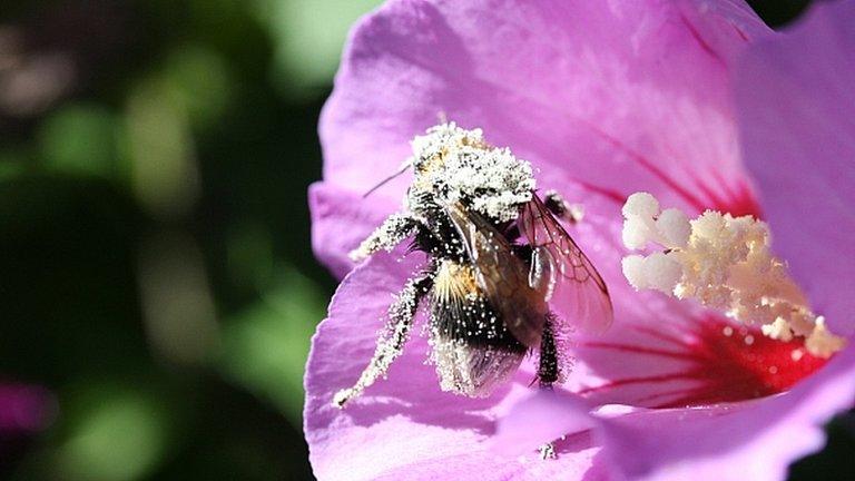 Bumble bee coated in pollen (Image: BBC)