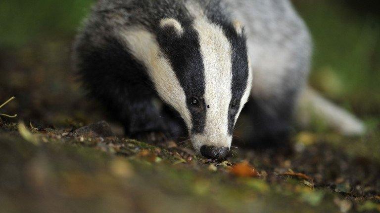 Badger walking in undergrowth