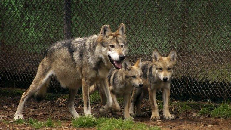 Handout picture made available by the Mexican Secretary Office of Environment on 3 September 2014 showing two wolf cubs in Mexico City