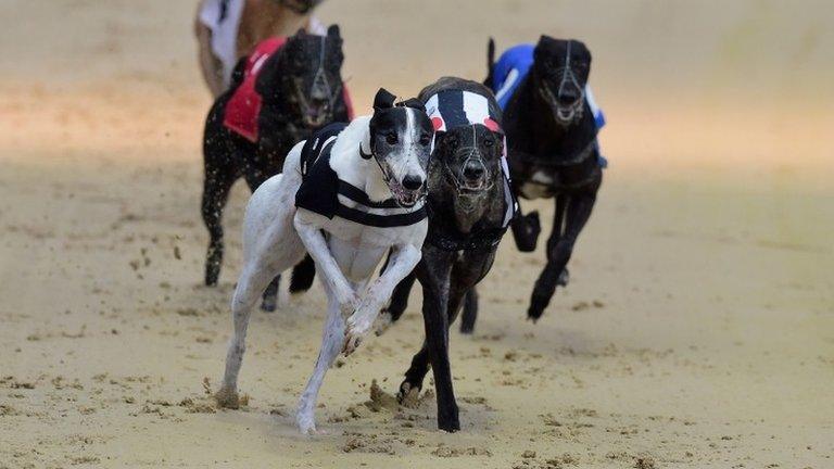 Greyhound racing