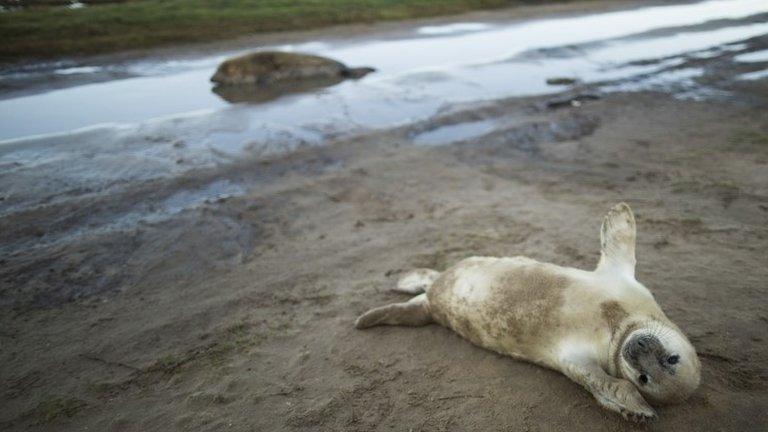 Seals at Donna Nook