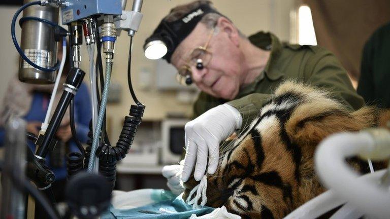 Dental surgeon Peter Kertesz carries out a filling procedure on Sumatran tiger Amir