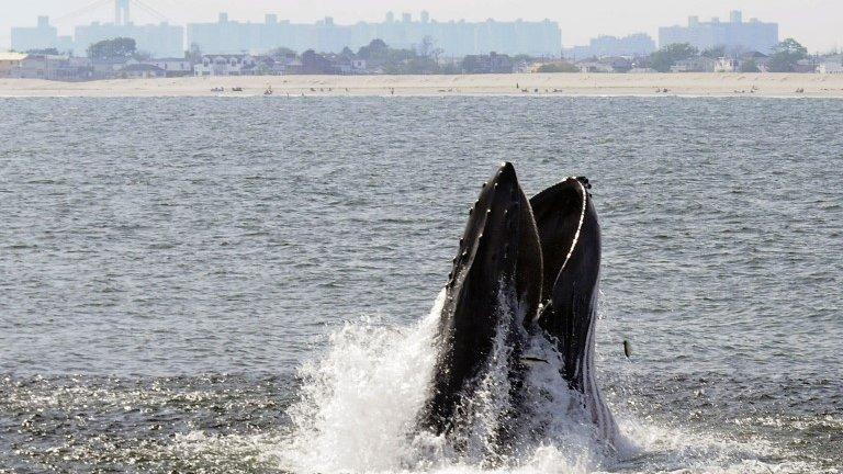 Humpback whale feeding off NYC's Rockaway Peninsula