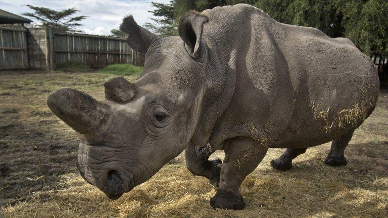 A female northern white rhino is seen in Kenya on 1 December 2014