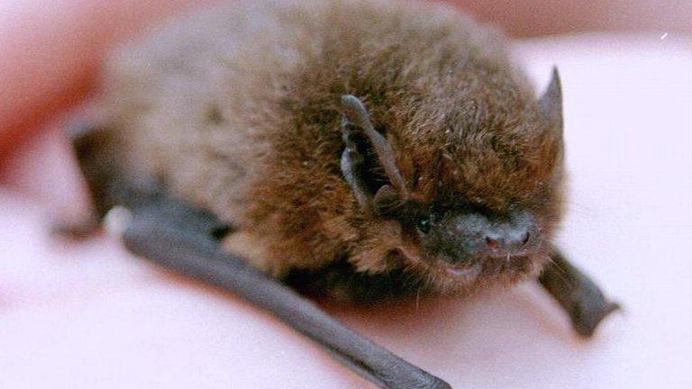 Pipistrelle