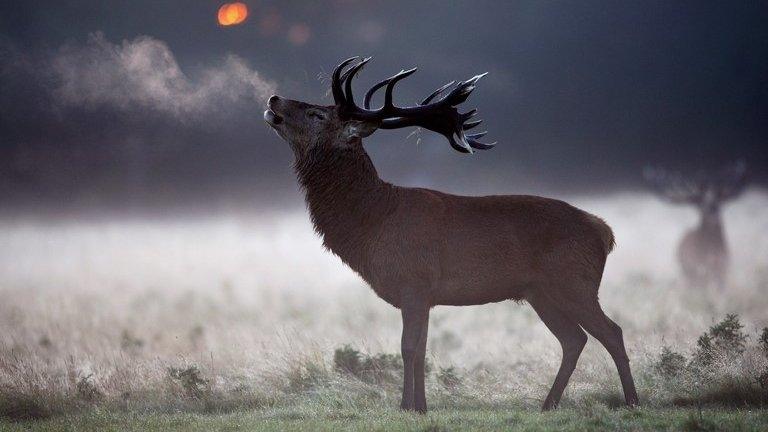 red deer