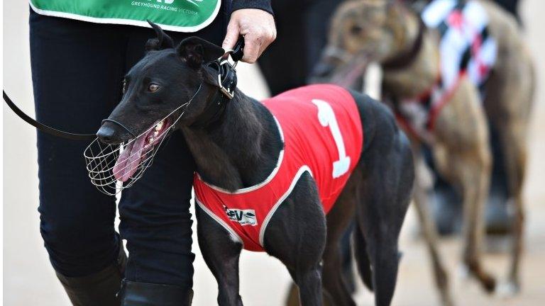 General view of race meeting at The Meadows Greyhound track on February 18, 2015 in Melbourne, Australia