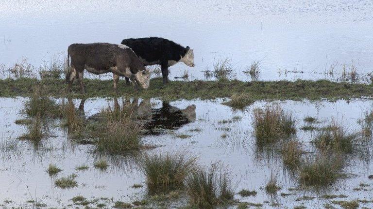 Cattle try to graze amidst the floodwater of the River Parrett near Langport