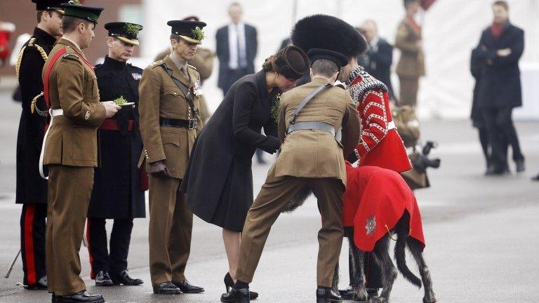 Duchess of Cambridge pins shamrocks on the Irish Guards mascot wolfhound