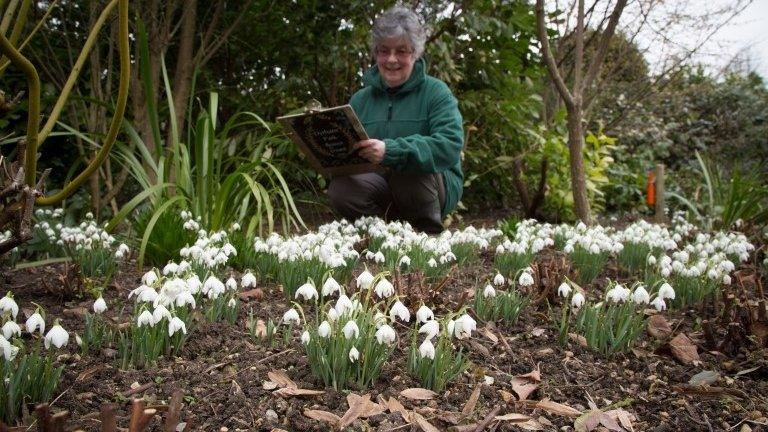 A woman with a clipboard counting snowdrops