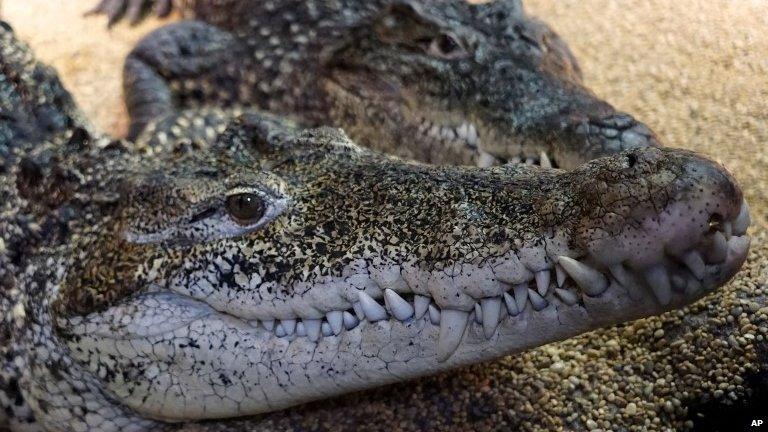 Baby Cuban crocodiles rest inside their enclosure at the Skansen zoo and aquarium in Stockholm, Wednesday April 15, 2015.