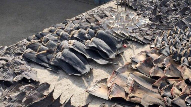 hundreds of shark fins seized by the police in Manta, Ecuador, Wednesday, May 27, 2015.