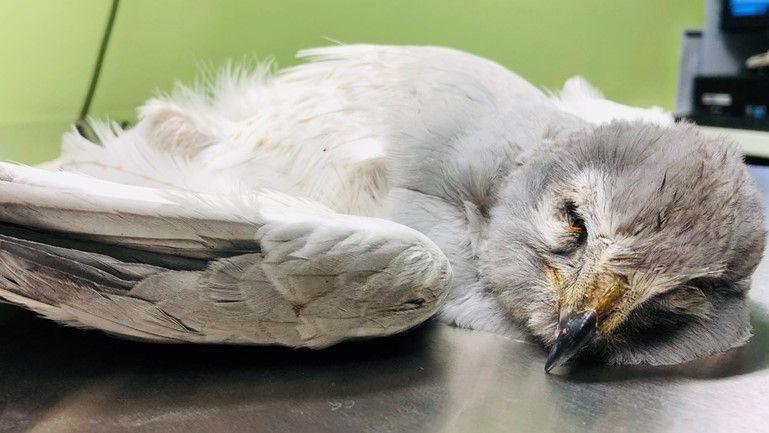 A dead Hen Harrier with grey and white feathers and a dark coloured beak is laid out on a metal table.