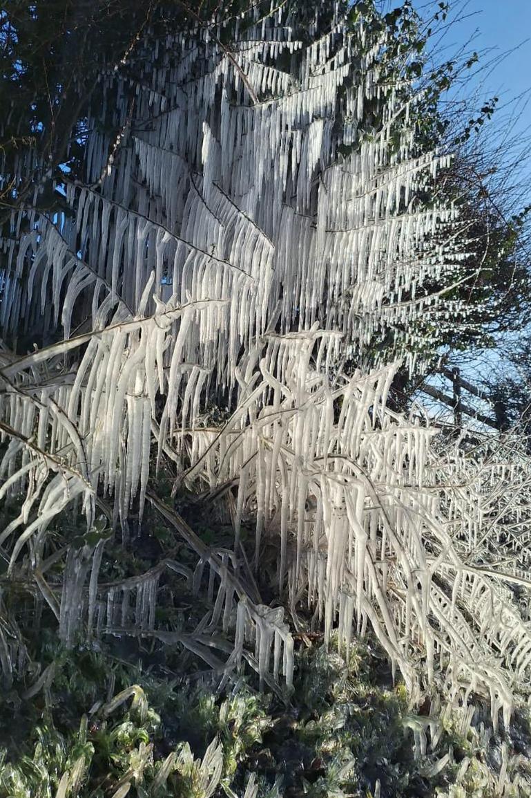 Long icicles hanging off branches on a tree