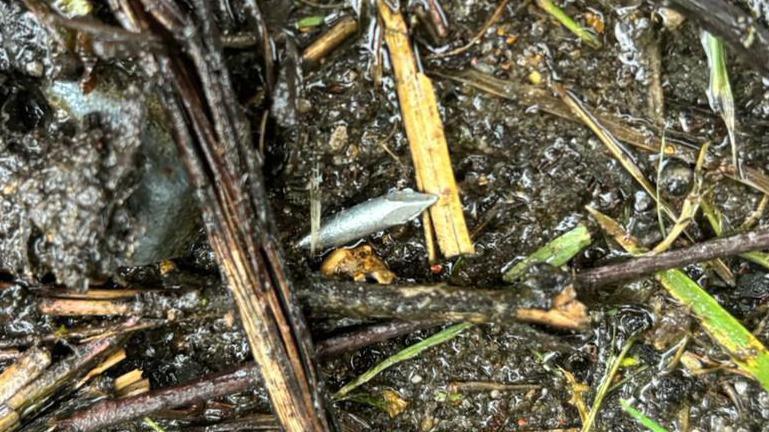 A nail poking out of a muddy grass verge