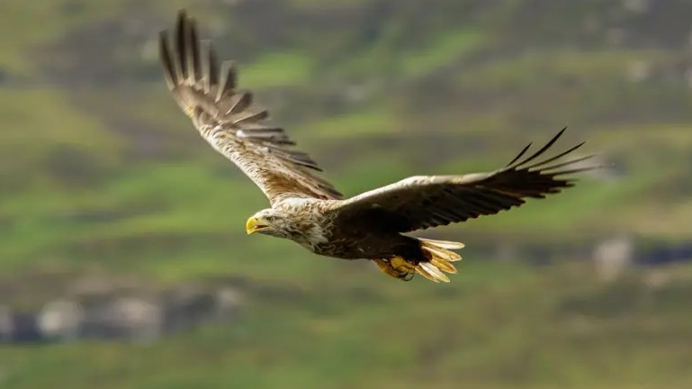 A white-tailed sea eagle in flight over a rocky hillside.