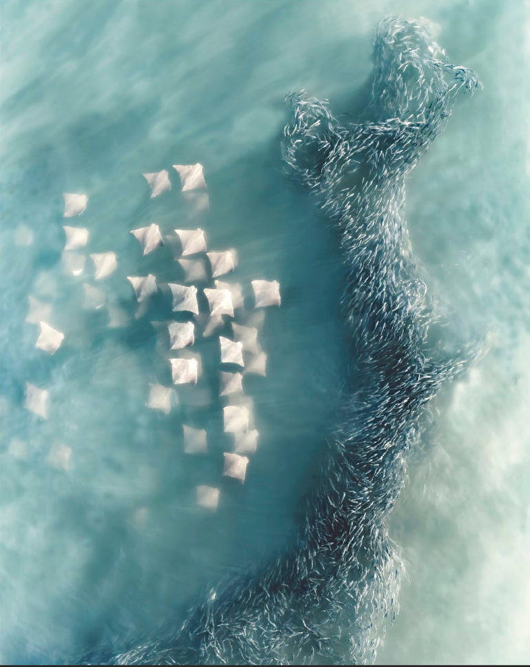 A fever of cownose rays approaching a school of menhaden bait fish, taken just a few hundred feet from the coast of Southampton, NY. USA.