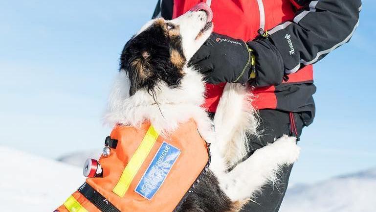A brown, black and white border collie called Tarn who rests on the thighs of  a mountain rescue volunteer. Tarn licks her lips and wears a mountain rescue orange coat for dogs. It is a snowy mountainous environment in the background.