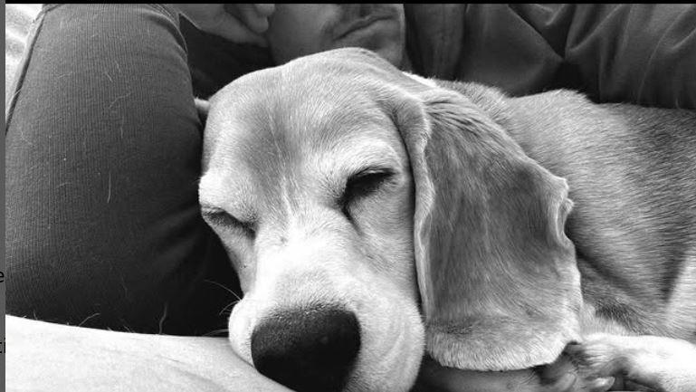 Black and white image of Halo with eyes half closed snoozing with head resting on arm