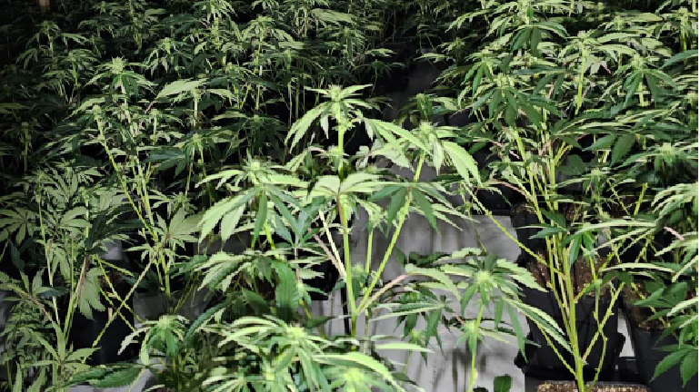 Close up of cannabis plants lit by a camera flash, with rows of the same plants going off into the distance in a darkened indoor unit 