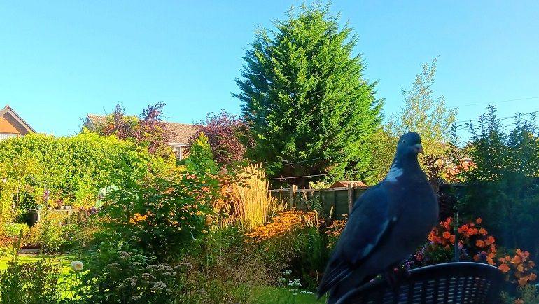 A pigeon sits on a chair in a suburban garden with lots of bright plants behind it.