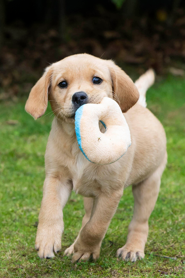 Puppy with a doughnut toy in its mouth running on grass