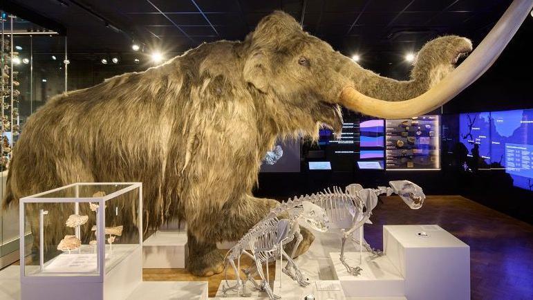 A picture of the inside of the Box Museum and Art Gallery in Plymouth. There is a life-sized model of a woolly mammoth lite up by lights, along with a number of other small skeletons and exhibits as well as digital interactive screens in the background. 