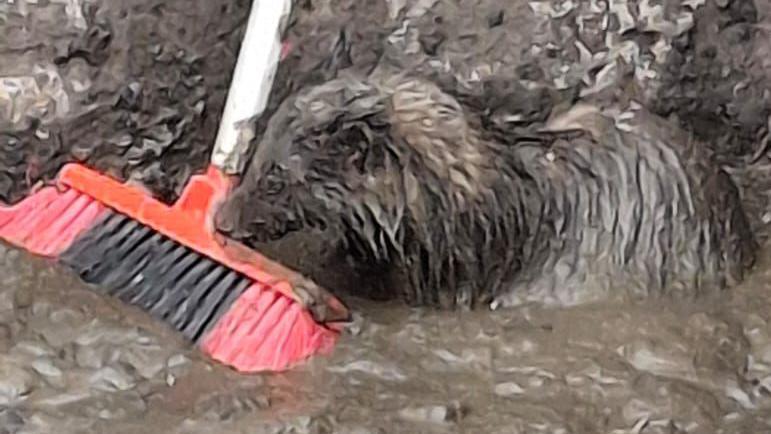 An adult female badger resting its head on a red and black broom head in a slurry pit full of black sludgy-looking slurry. It is against a wall and its head and torso are above the slurry, so completely covered in black sludge its white stripes cannot be seen.