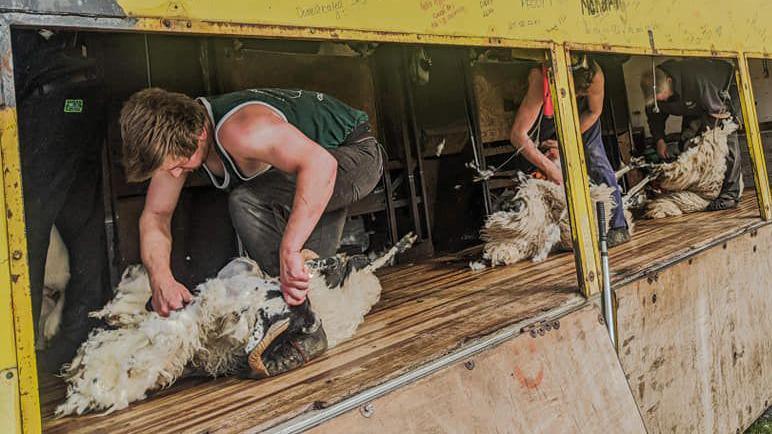 Aaron is at the front of a lorry truck shearing a sheep with horns. There are two other people shearing sheep behind him. The truck is yellow on the outside with a light wooden flooring inside. 

Aaron is wearing a green vest top with black trousers. 