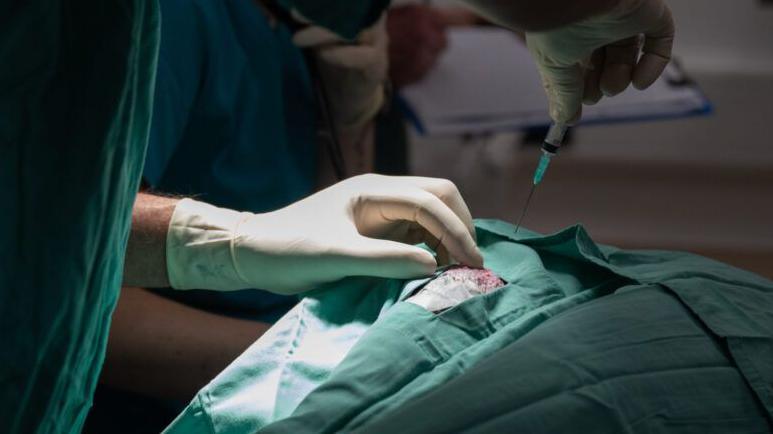 Bernard covered in a green surgical sheet. A bit of a his body is poking out, and a vet in surgical clothes and gloves hold a needle above the explosed bit of of Bernard's body, about to do the injection