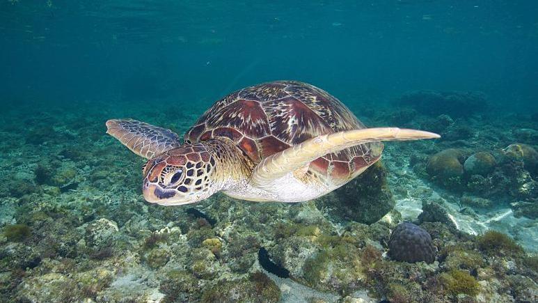 A sea turtle swimming in the shallows of Apo Island, Philippines