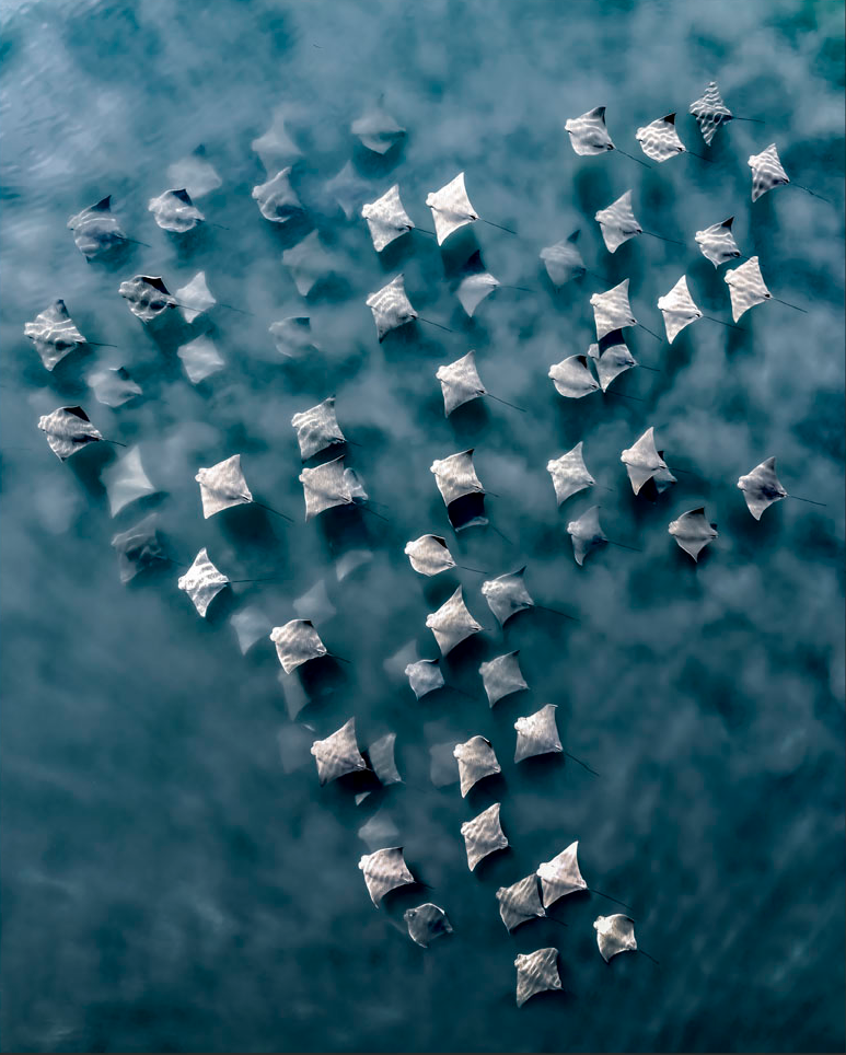 A small fever of cownose rays stirring up sand along their travels. Taken in Southampton, NY USA, just a few hundred feet from the coast.