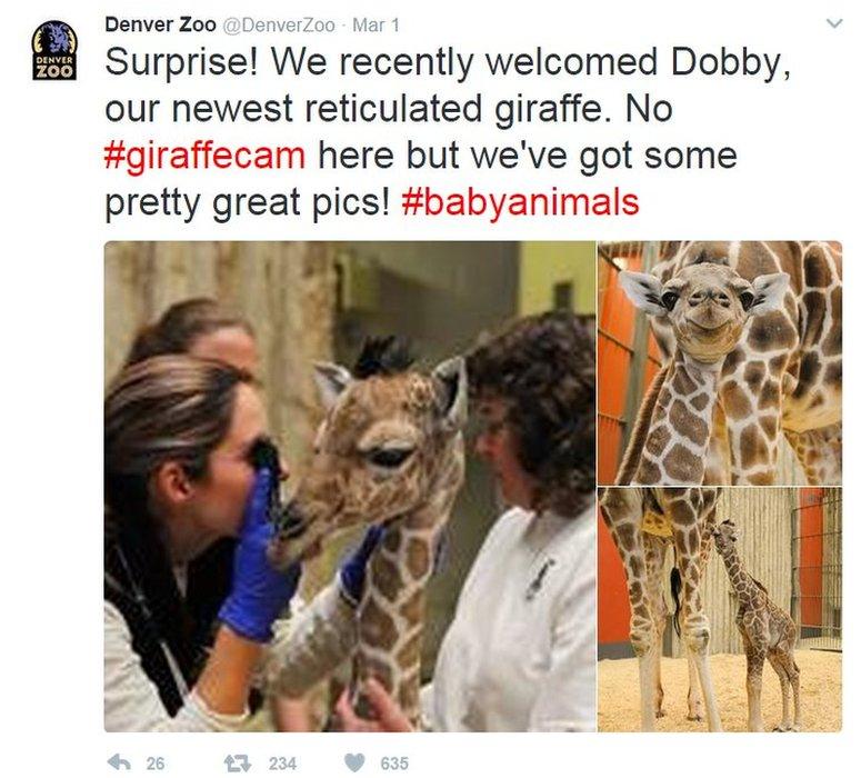 Denver Zoo's announcement on Twitter of their new arrival, Dobby