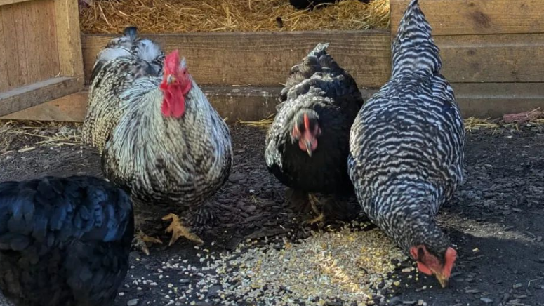 Four chickens, two black and two white-and-black coloured, eating chicken feed at Ouseburn Farm.