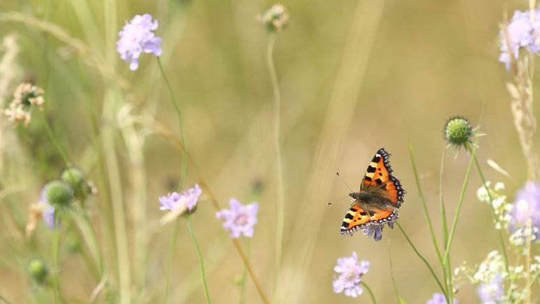 A small tortoiseshell butterfly balances on the stalk of a purple wildflower in a meadow.