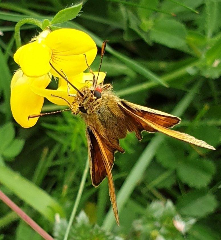 Large Skipper