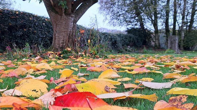 Red, yellow and brown leaves lie on grass with several tree trunks behind them before their branches disappear from the photo. Behind the trunks is a long green hedge.