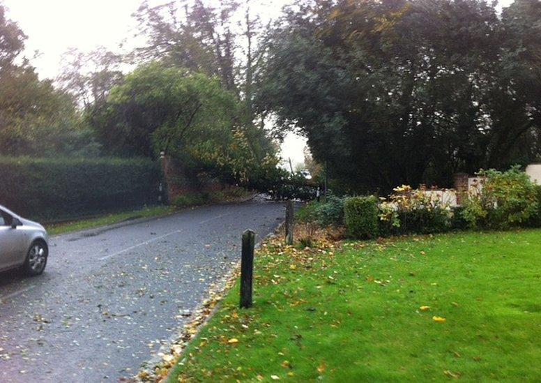 A tree blocking the road.