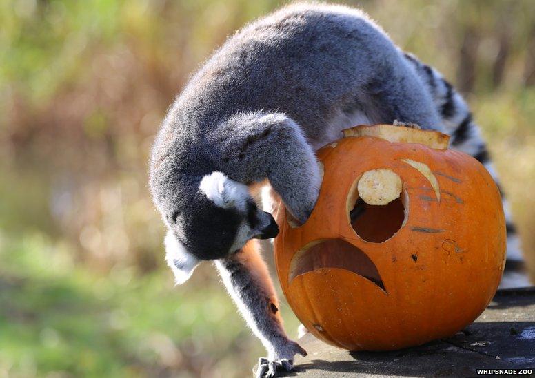 ring tailed lemur exploring pumpkin