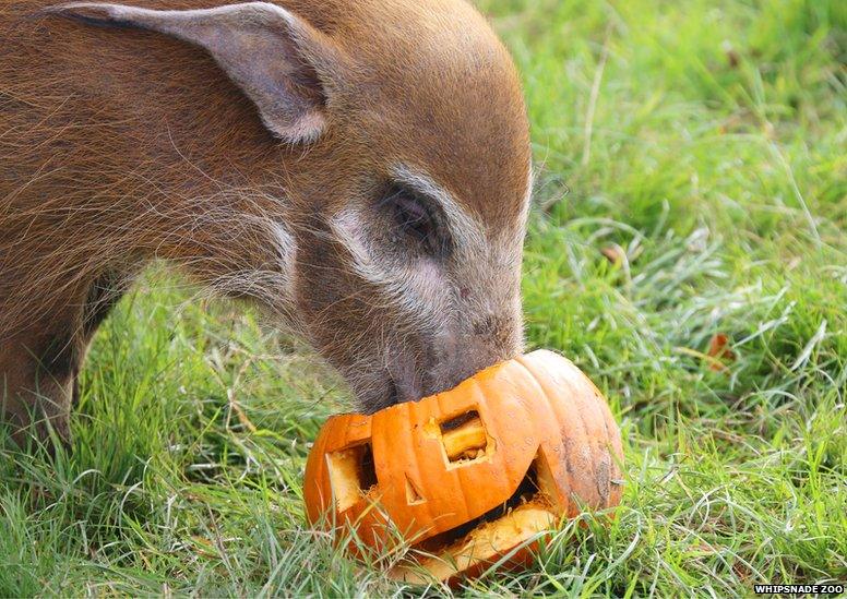 Red river hog with pumpkin