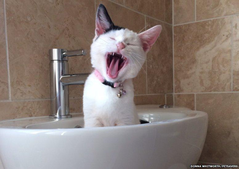 A cat yawning in a sink