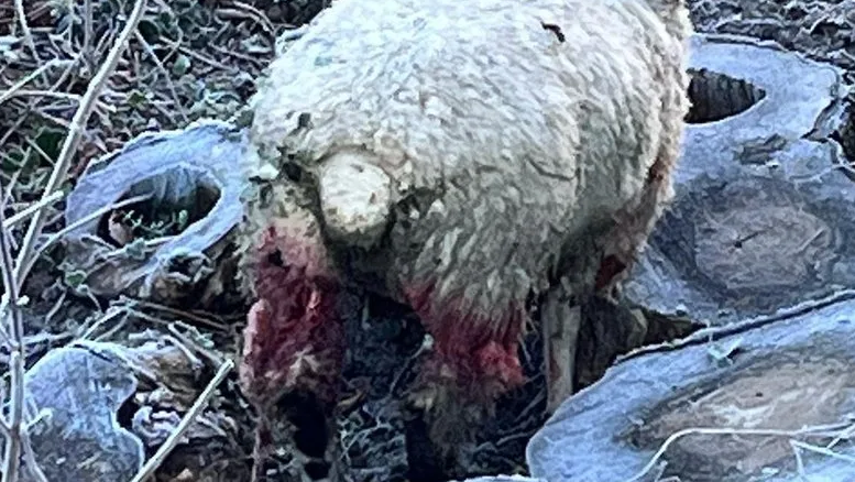 A sheep injured in a dog attack