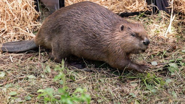 A beaver walking across some grass. There is some straw in the background.