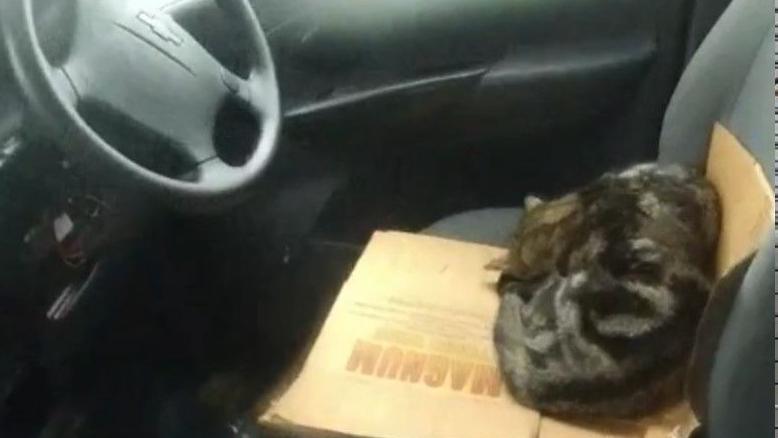 Two tabby kittens curled up on a piece of cardboard in the drivers seat of a car.