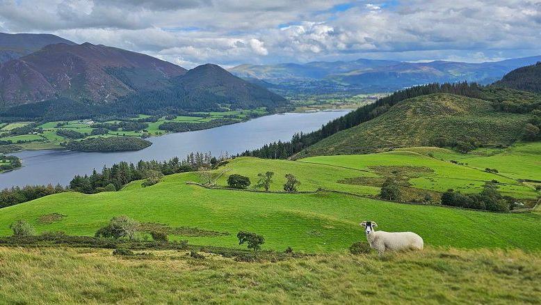 The lake is in the distance, framed by hills and mountains. In the foreground there are green fields with a single white sheep looking into the camera.