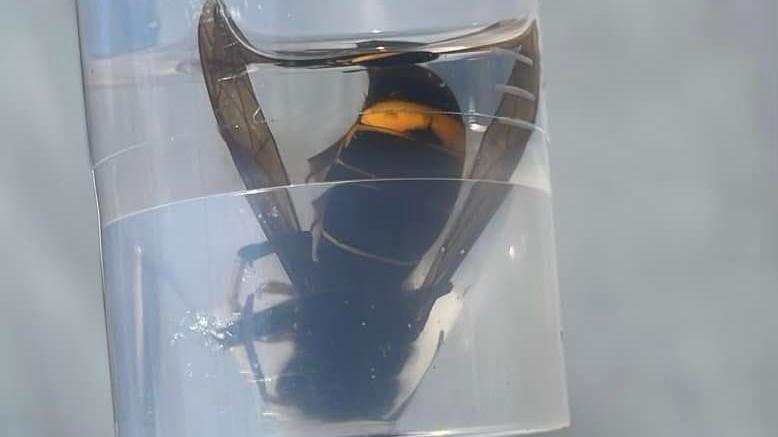 Asian hornet in a clear liquid in a glass container