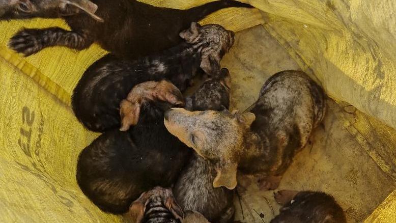 Seven puppies in a yellow brick bag